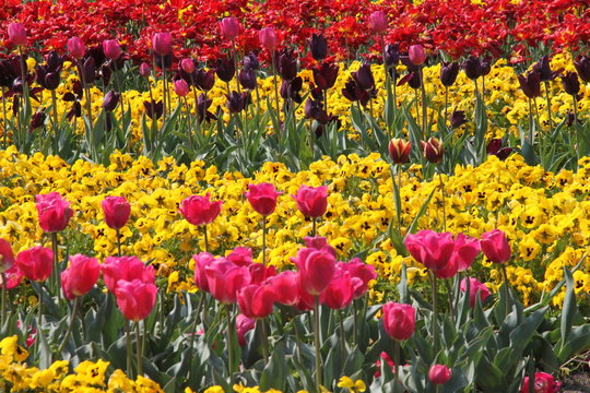 Berlin Botanic Garden Flowers