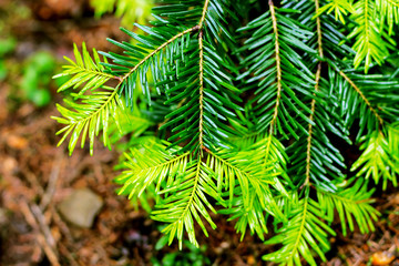 Close up of pine tree branches