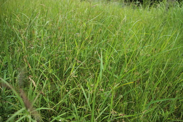 Fototapeta premium green grass background