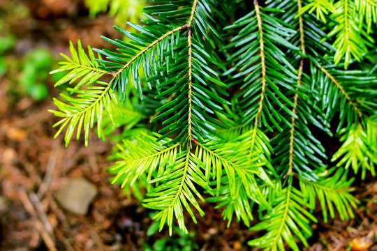 Fototapeta Close up of pine tree branches