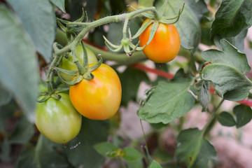 Tomato on a plant in the garden.from Thailand selective and soft focus 
