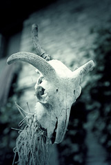 Old witchcraft goat skull