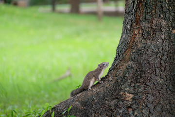 The small squirrel.