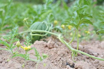 melon field with heaps of ripe watermelons in summer from Thailand 