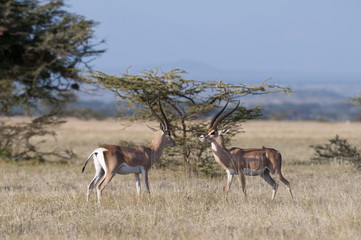 Grants gazelle (Gazella granti), Samburu National Reserve, Kenya 