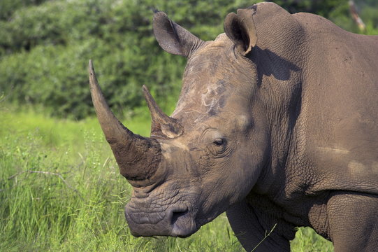 White rhino (Ceratotherium simum), Pilanesberg Game Reserve, North West Province