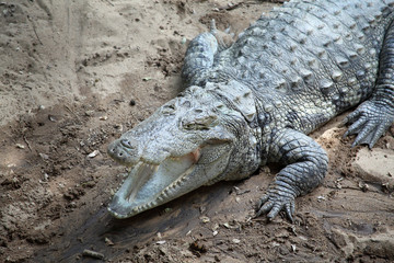 Close up of a Crocodile or Alligator