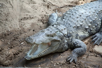 Close up of a Crocodile or Alligator