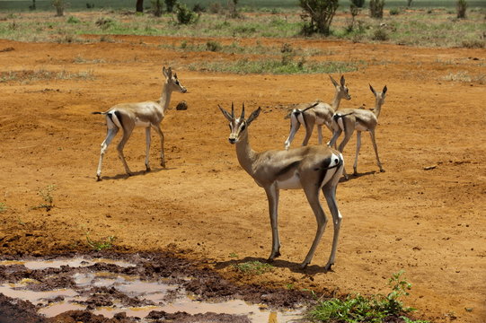 Grant's gazelle (Gazella granti), Tsavo East National Park, Kenya