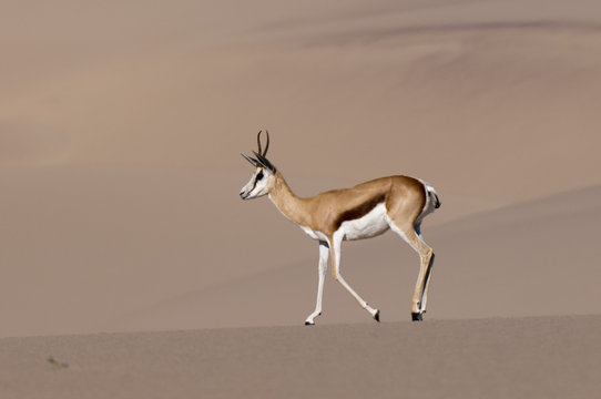 Springbok (Antidorcas marsupialis) on sand dune, Skeleton Coast National Park, Namibia