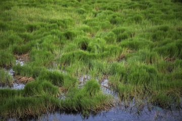 Green grass for background use
