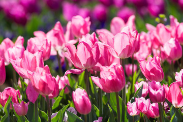 チューリップ畑