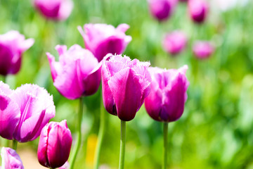 Fototapeta premium チューリップ畑