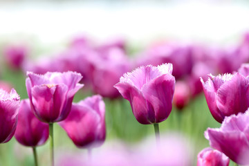 チューリップ畑