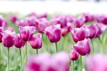 チューリップ畑