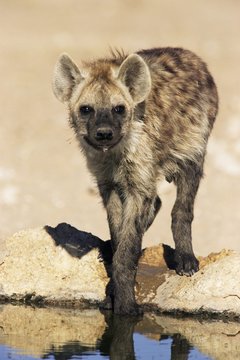 Spotted hyena, Crocuta crocuta, Kgalagadi Transfrontier Park