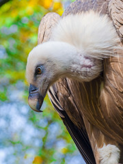 Griffon vulture head
