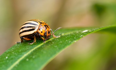 Kartoffelkäfer (Leptinotarsa decemlineata) sitzt auf grünem Blatt, Niedersachsen, Deutschland