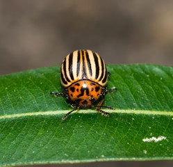 Kartoffelkäfer (Leptinotarsa decemlineata) sitzt auf grünem Blatt, Niedersachsen, Deutschland