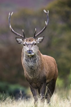 Red deer stag (Cervus elaphus), Arran, Scotland
