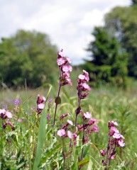 Rote Lichtnelke