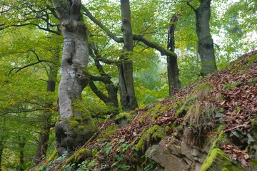Buchen auf dem Hagenstein, Hagenstein-Route, Nationalpark Kellerwald, Naturpark Kellerwald-Edersee, Hessen, Deutschland