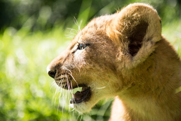 Fototapeta na wymiar Portrait of lion cub