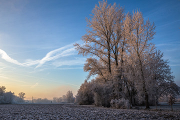 Frozen Frosty Foggy Morning