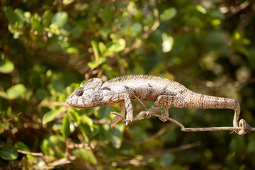 Petter's Chameleon, Furcifer Petteri is relatively abundant in the coastal areas of northern Madagascar