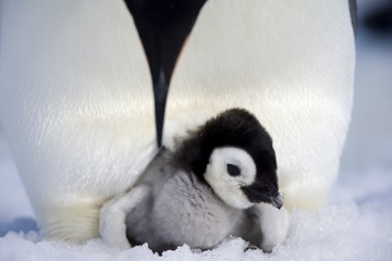 Emperor penguin chick (Aptenodytes forsteri), Snow Hill Island, Weddell Sea, Antarctica