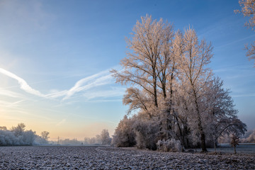 Frozen Frosty Foggy Morning