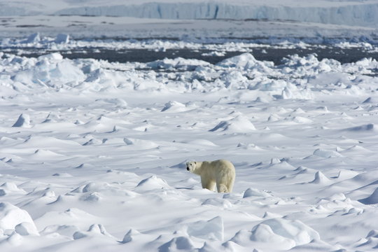 Polar bear (Ursus maritimus) on pack ice, Spitsbergen, Svalbard