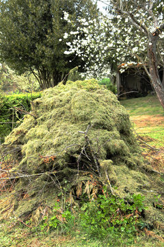 Tas d'herbes et jardinage