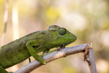 Petter's Chameleon, Furcifer Petteri is relatively abundant in the coastal areas of northern Madagascar