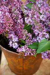 Blooming lilac flowers spring bouquet in the old bucket