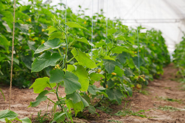 Fototapeta na wymiar growing of cucumber in greenhouse