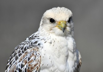 Sakerfalke