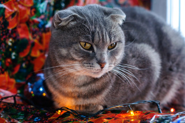 British cat with Christmas toys and garlands