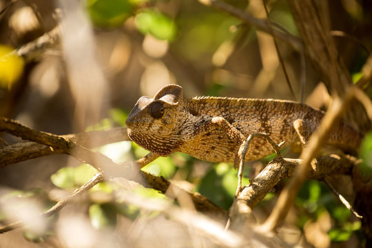 Petter's Chameleon, Furcifer Petteri is relatively abundant in the coastal areas of northern Madagascar