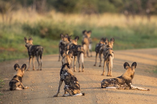African wild dogs (Lycaon pictus), Madikwe Game Reserve, North West province