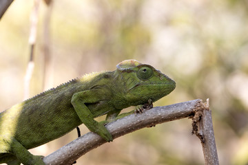 Petter's Chameleon, Furcifer Petteri is relatively abundant in the coastal areas of northern Madagascar
