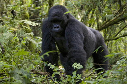 Mountain gorilla (Gorilla gorilla beringei), Silverback, Kongo, Rwanda
