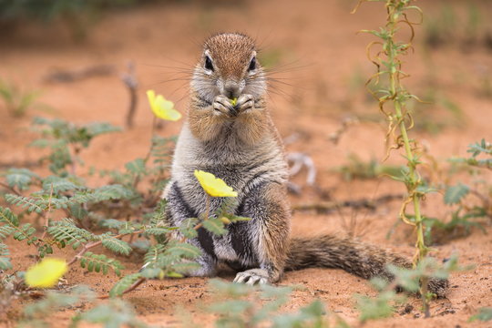 Ground squirrel (Xerus inauris) eating devil's thorn flowers (Tribulus zeyheri), Kgalagadi Transfrontier Park, Northern Cape