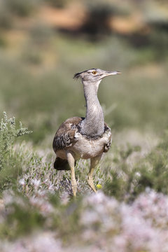 Kori bustard (Ardeotis kori) in nerine flowers in summer, Kgalagadi Transfrontier Park, Northern Cape