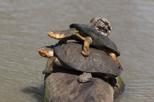 Marsh terrapin (African helmeted turtle) (Pelomedusa subrufa) stacked up on log, Mkhuze game reserve