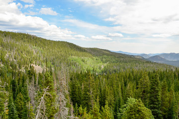 Fototapeta premium spruce trees and pine wood on the mountain slopes Rocky Mountain National Park, Estes Park, Colorado, United States