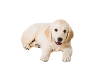 puppy golden retriever on a white background isolated