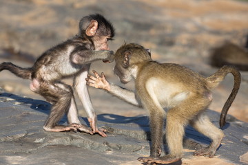 Baby chacma baboons (Papio cynocephalus ursinus), playfighting, Kruger National Park