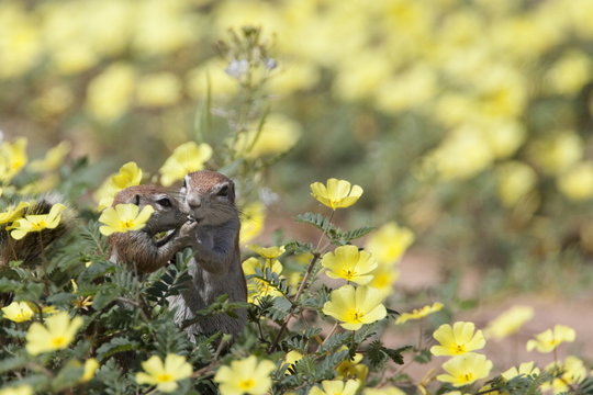 Ground squirrels (Xerus inauris), in devil's thorn flowers, Kgalagadi Transfrontier Park, Northern Cape