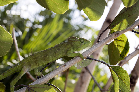 Petter's Chameleon, Furcifer Petteri is relatively abundant in the coastal areas of northern Madagascar